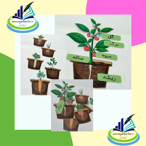 اجزای گیاه و انواع ریشهها